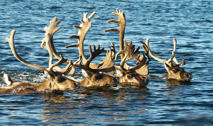Caribou migrating outside Arctic Haven Lodge. Photo by Nanson Weber/Arctic Haven