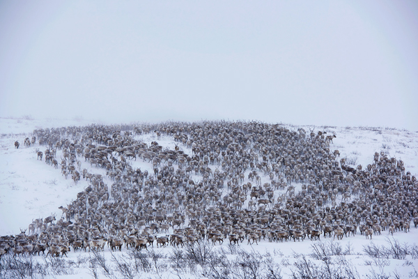 The herd of reindeer as they're driven across the NWT tundra. Photo courtesy of Jason Van Bruggen/NWTT