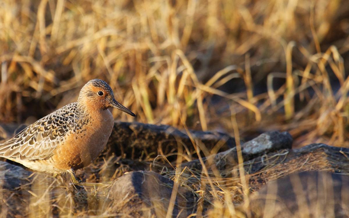 Red knot are frequent flyers. One has gone almost to the moon-and-back in its lifetime. Photos by Clare Kines