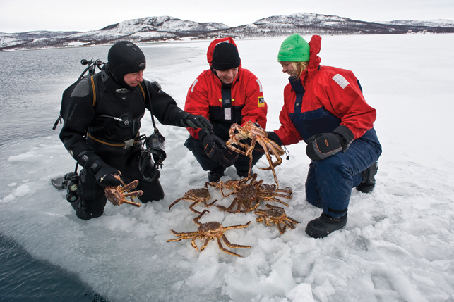 King crab safaris are one of the unique tourism offerings of Norway’s northern region. Here, tourists pluck crabs out of the icy water in Kirkenes, on the Northern coast of the country. After the safari, they’ll learn how to cook the crabs and get a chance to sample their catch by a cozy log fire. Photo by Terje Rakke/Nordic Life - visitnorway.com