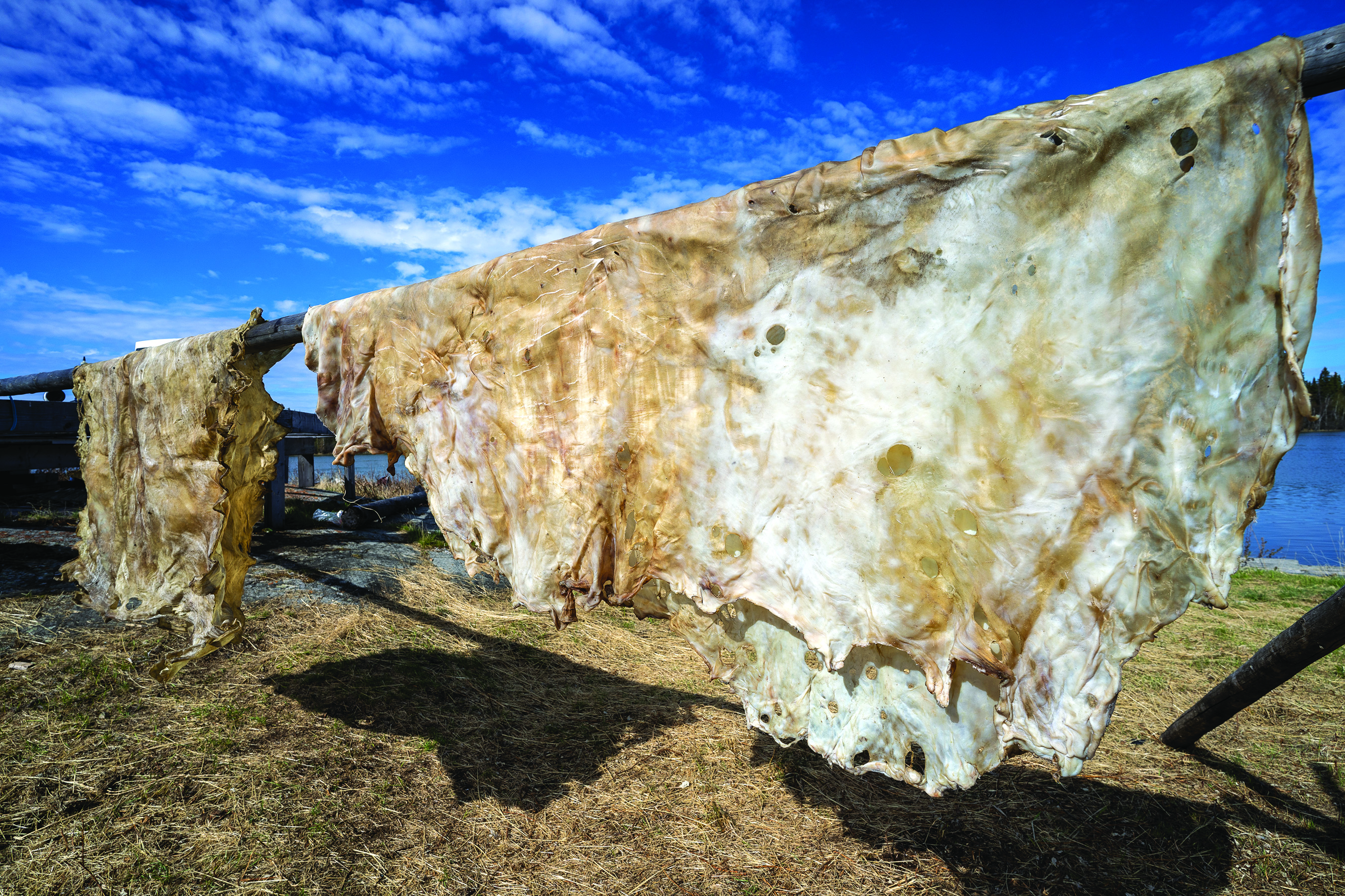 A caribou hide (left) hangs beside a much larger moose hide. (Photo: Geoff Rodriguez)