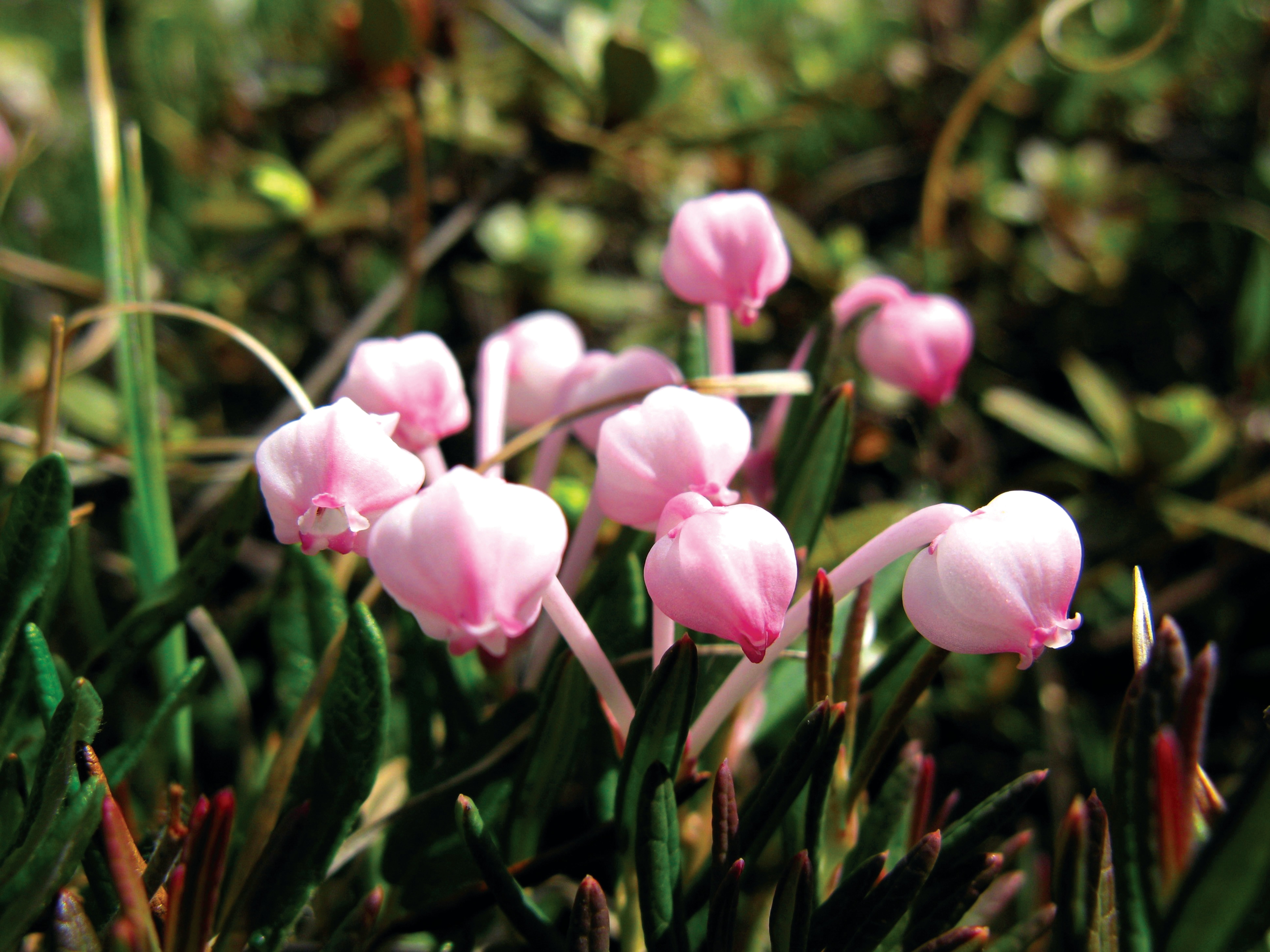 Bog rosemary