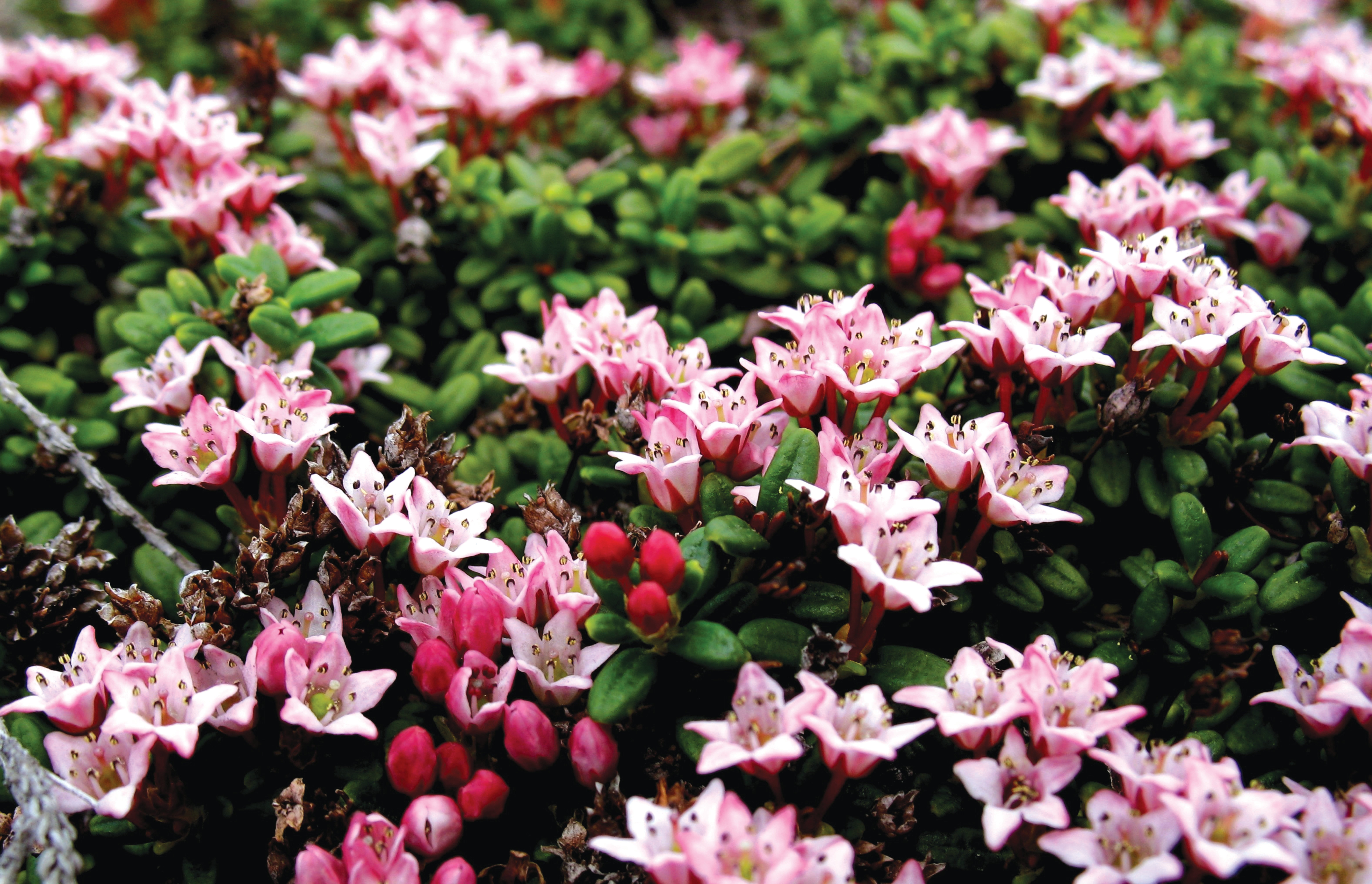 Alpine Azalea