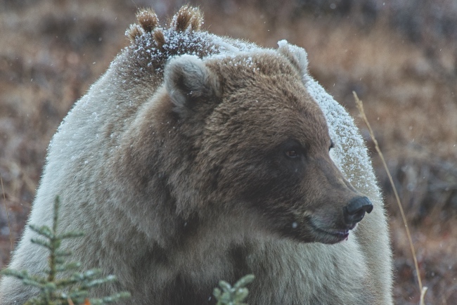 Grizzly bear sitting in the snow