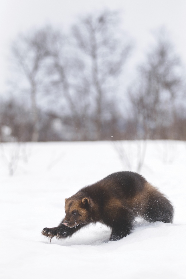 Wolverine stalking through the snow