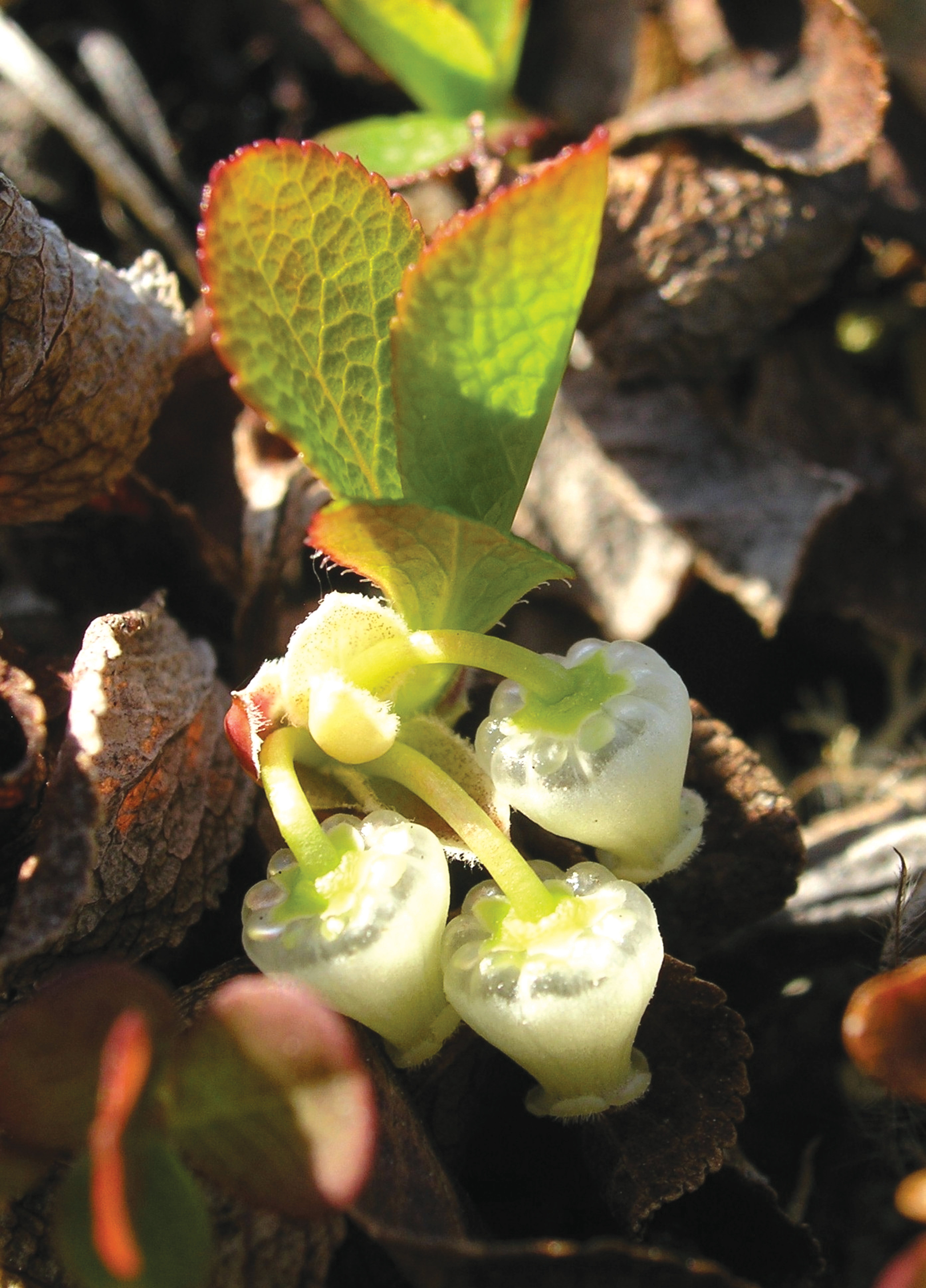 Red Bearberry
