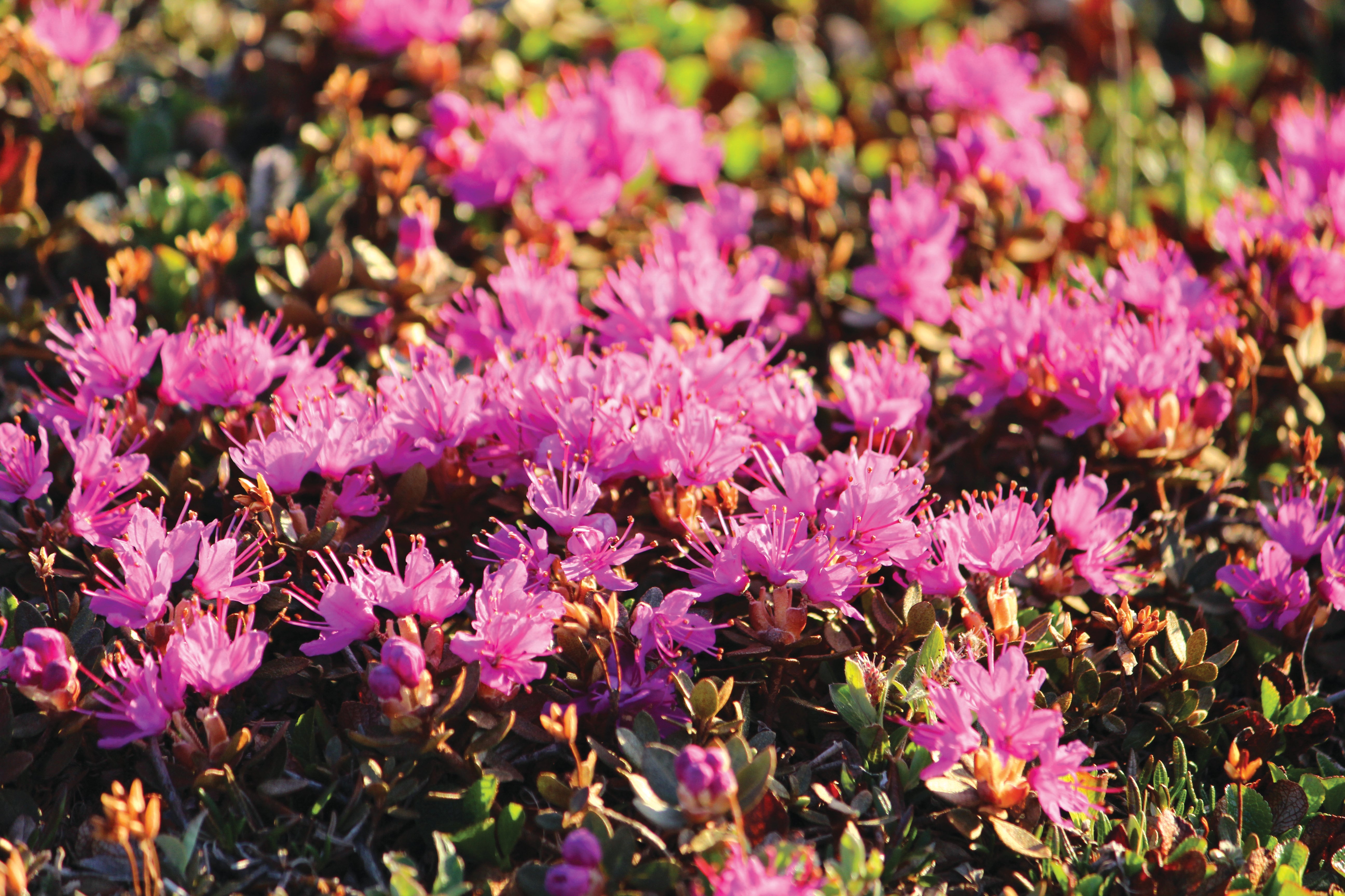 Lapland Rosebay