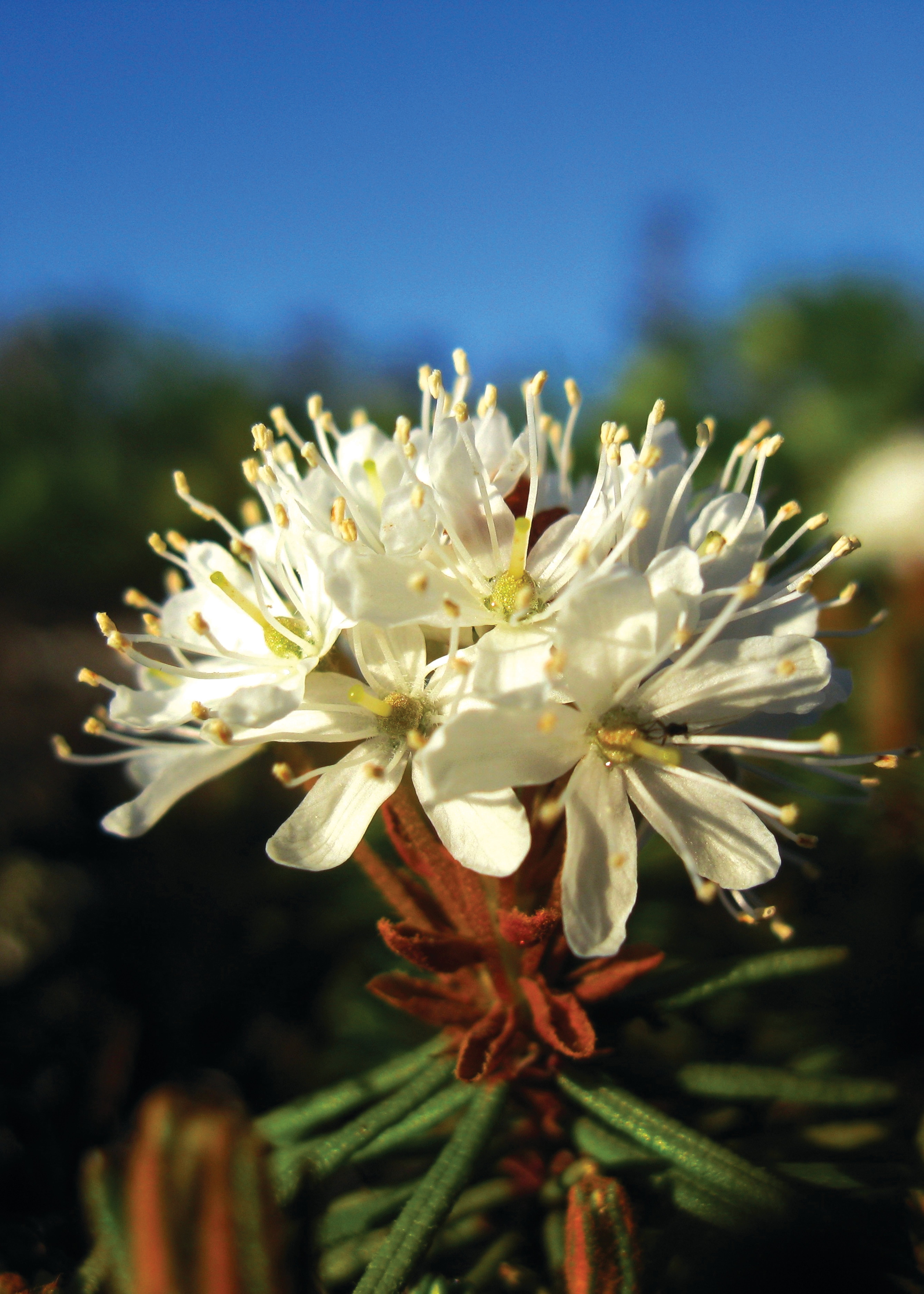 Labrador Tea