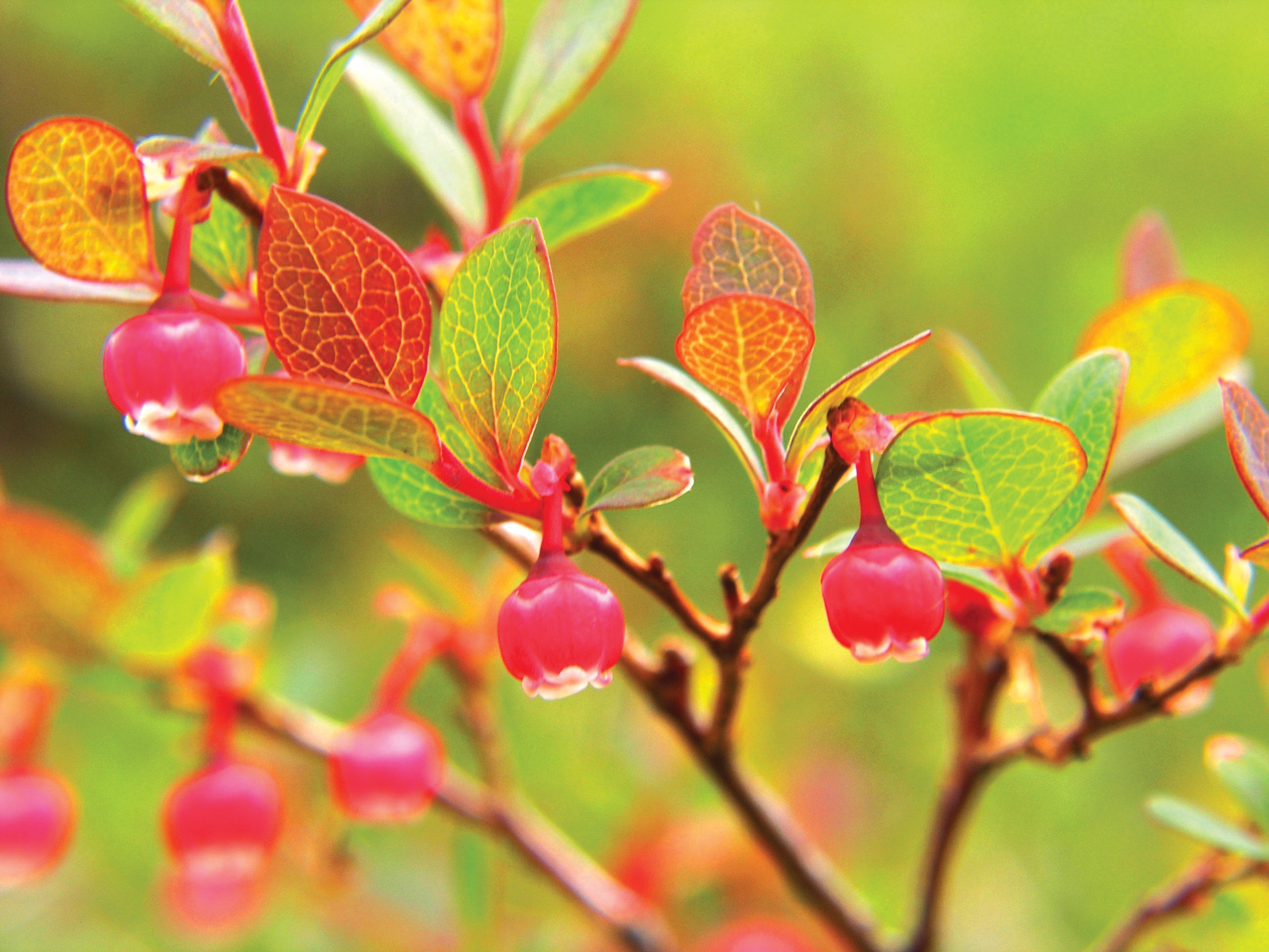 Bog Blueberry