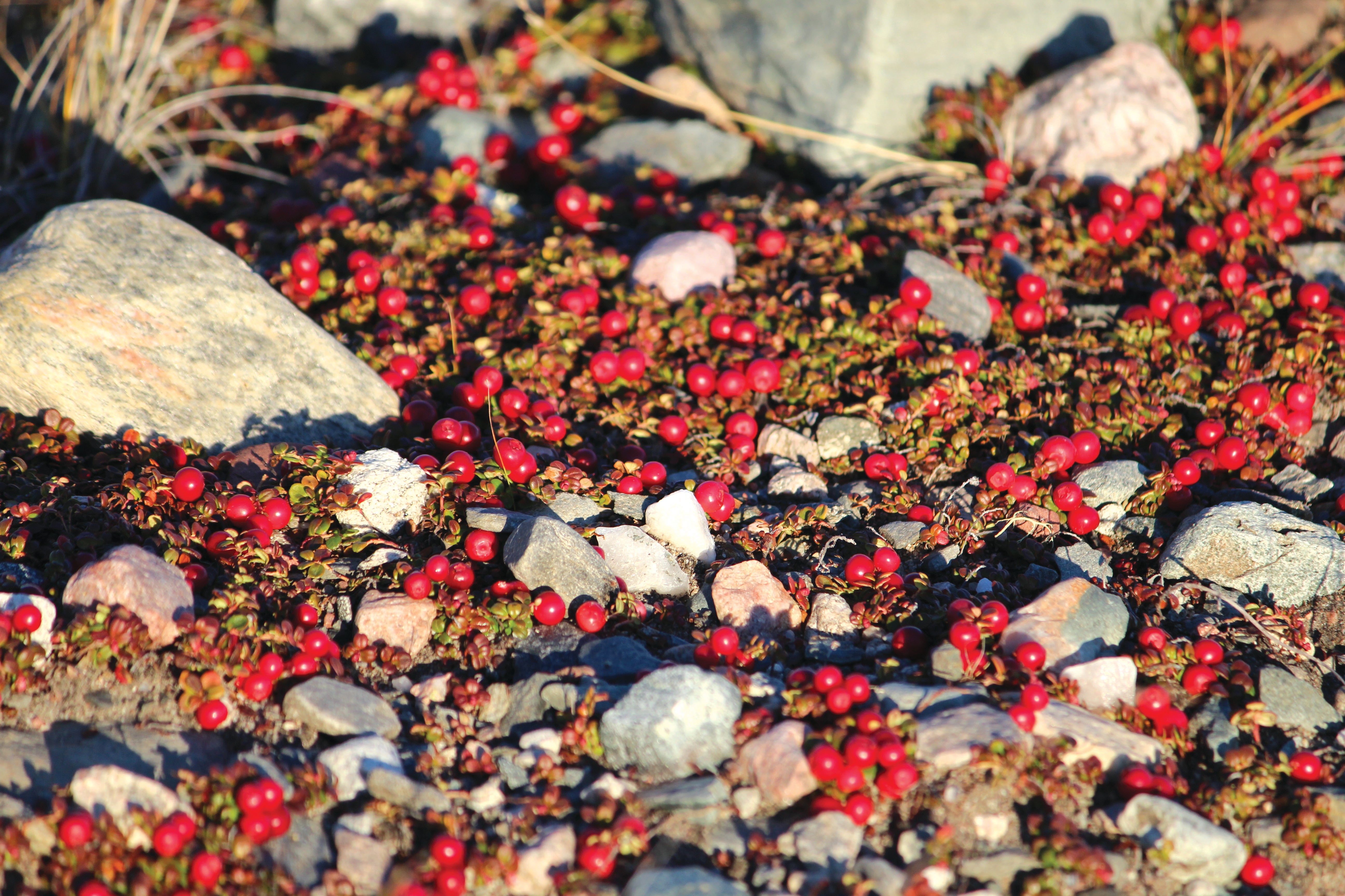 Lingonberries