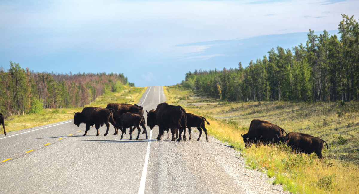 Photo courtesy of Colin Field/NWTT