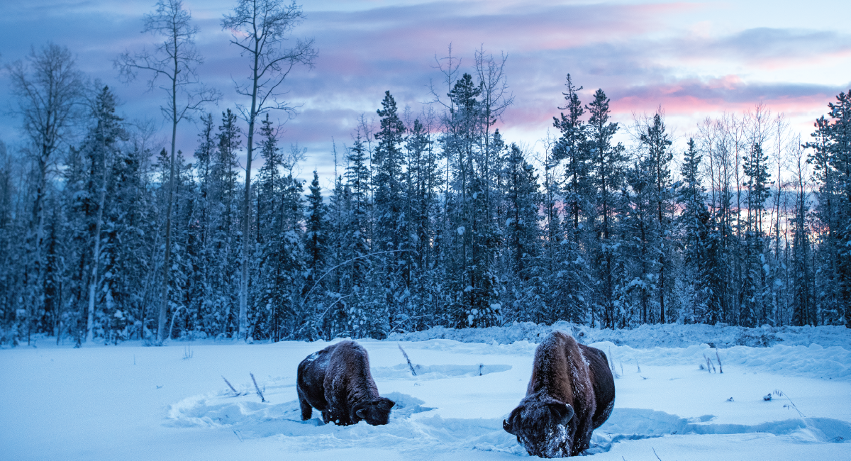 Photo by Peter Mather