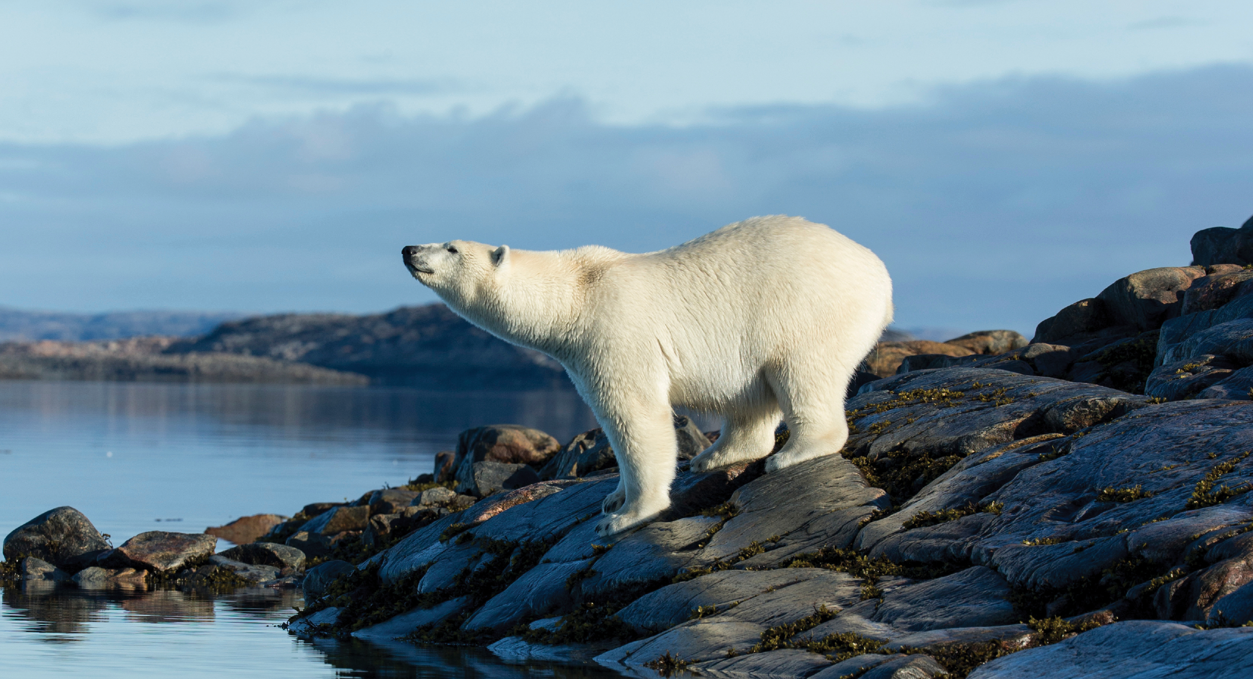 Polar Bear