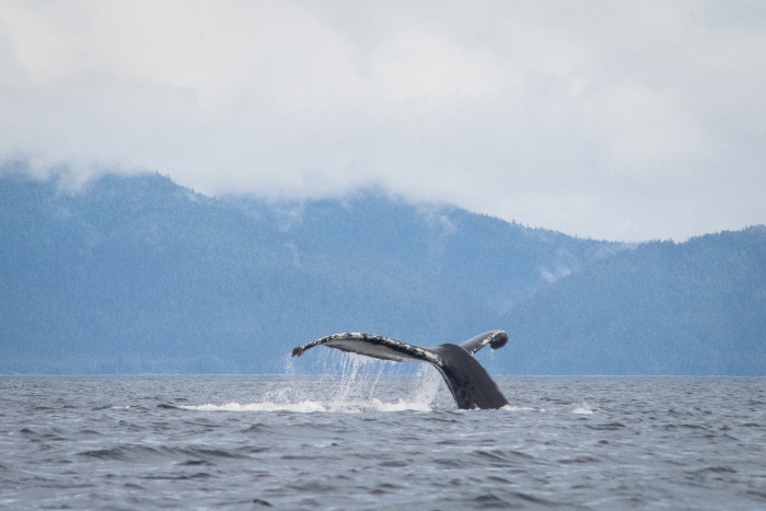 Whale tail appearing out of the water