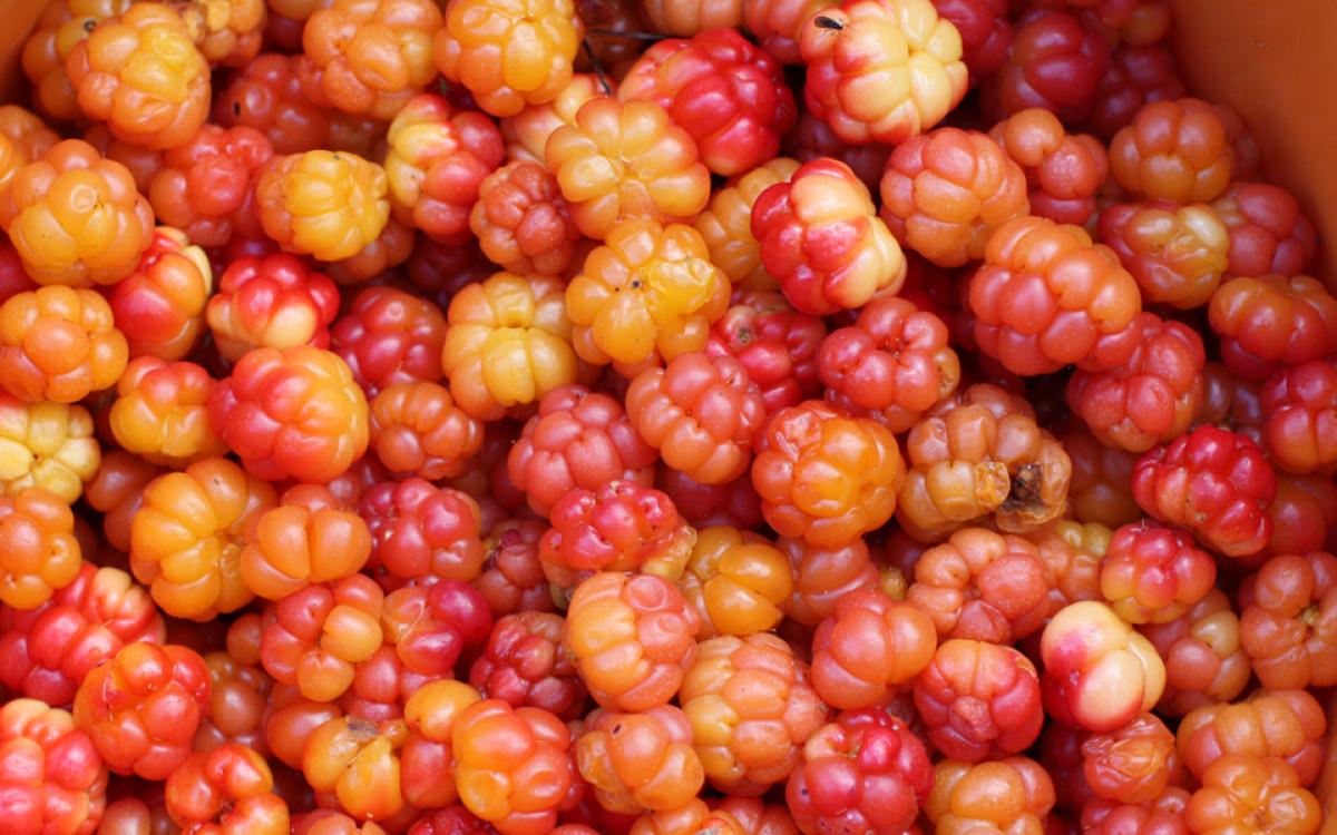  Sweet sweet aqpiqs. Photo by Per Arne Slotte (https://www.flickr.com/photos/paslotte/5503226907/) CC by-sa 2.0