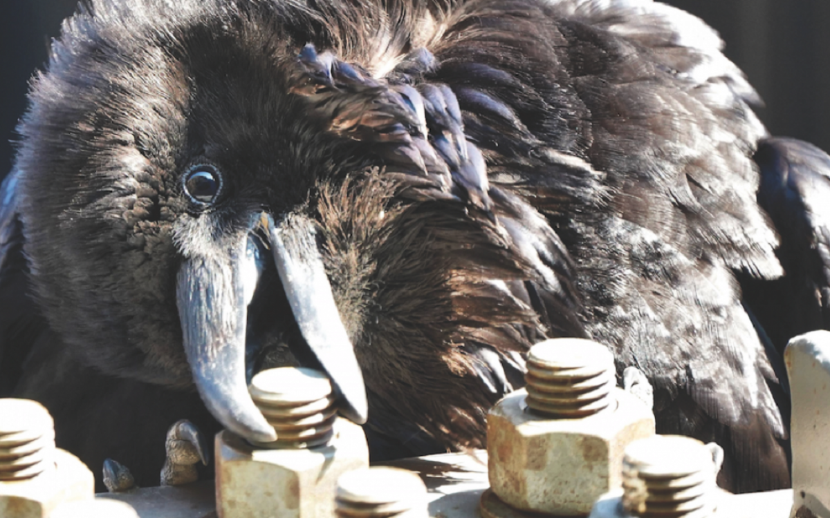 Photo by Grace Will-Scott