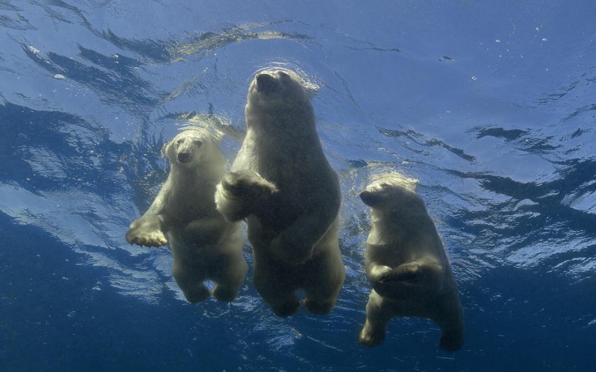 A family of swimming polar bears