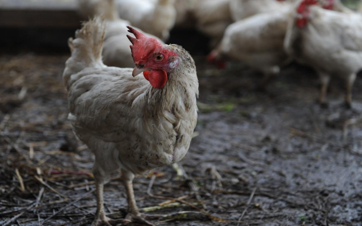 Chicken standing in pen. 