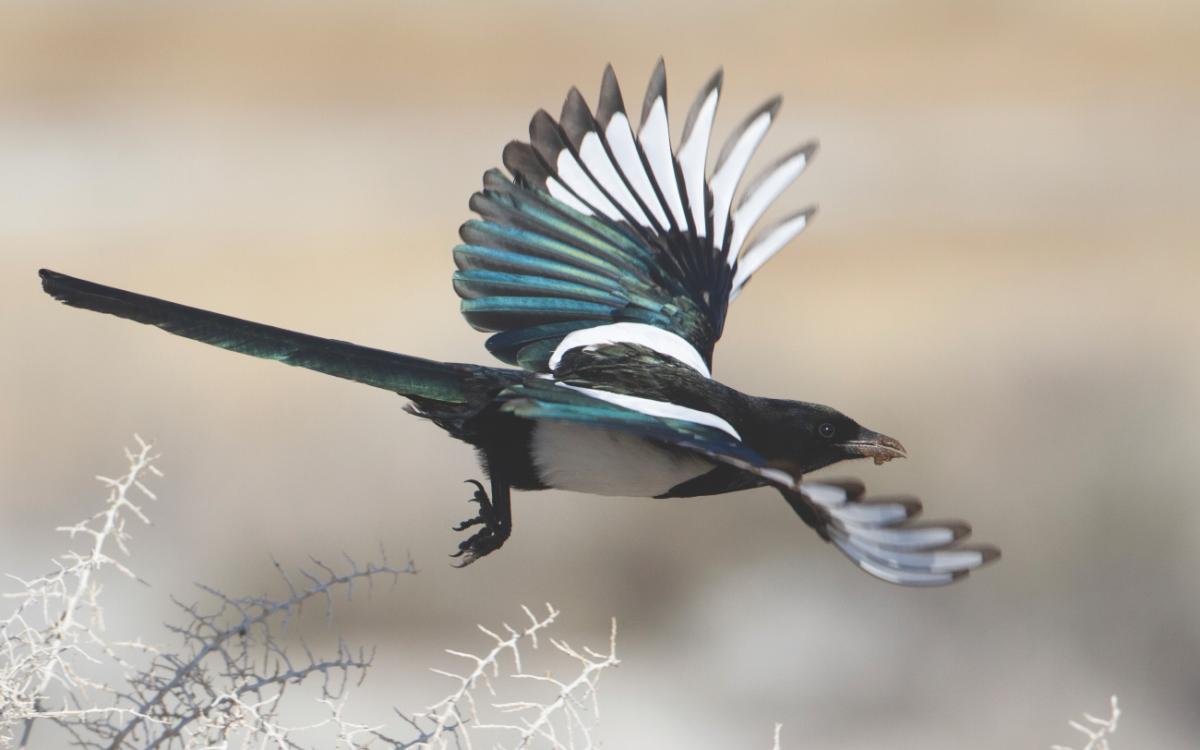 Black-billed magpie flying