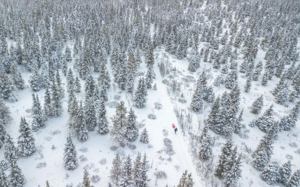 Yukon Ultra contestant treks through forest.