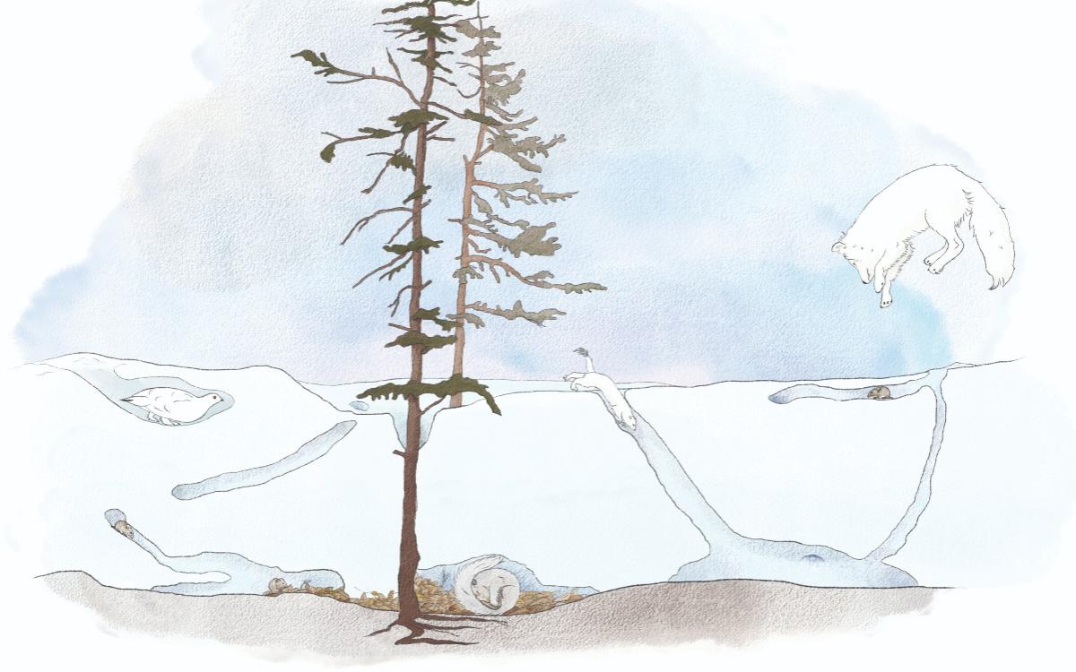 An illustration of a subnivean environment.