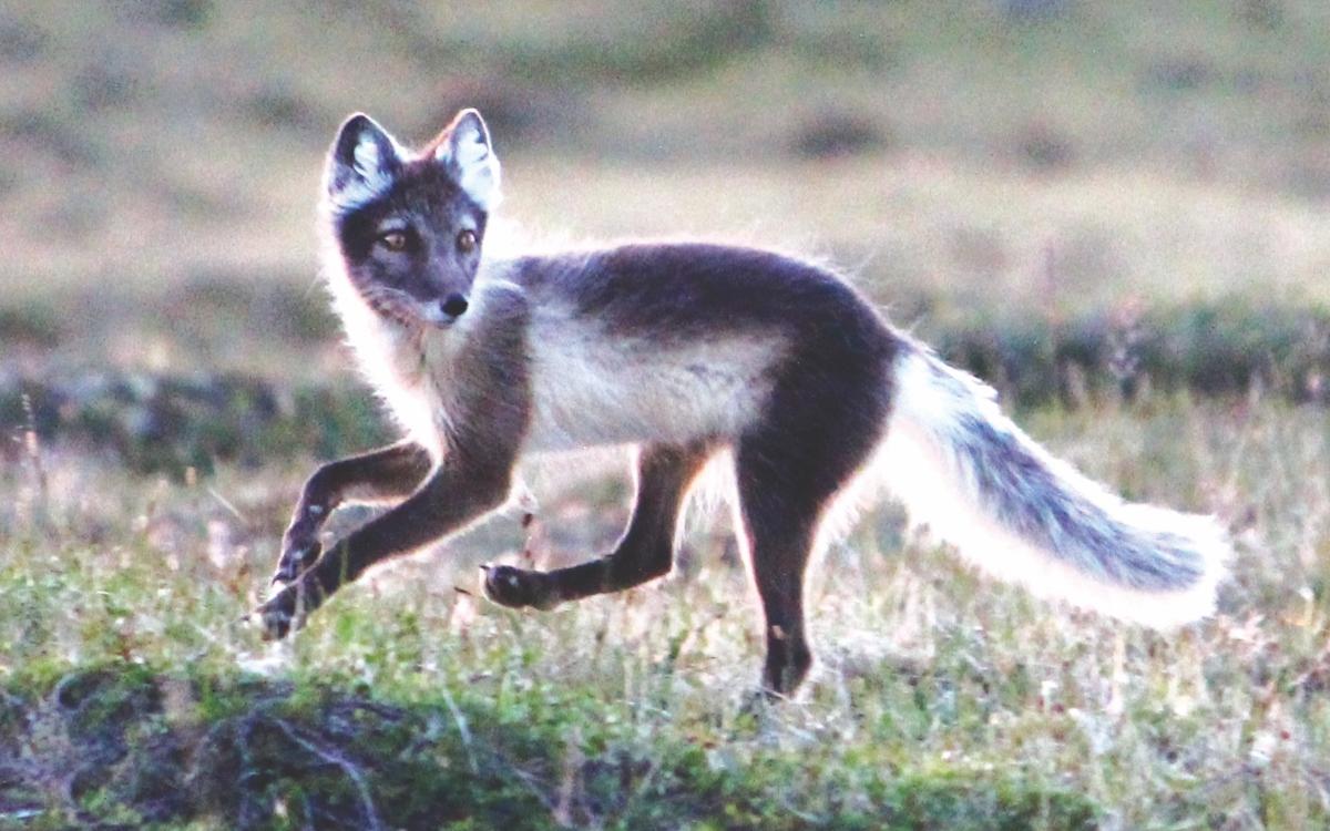 Arctic Fox