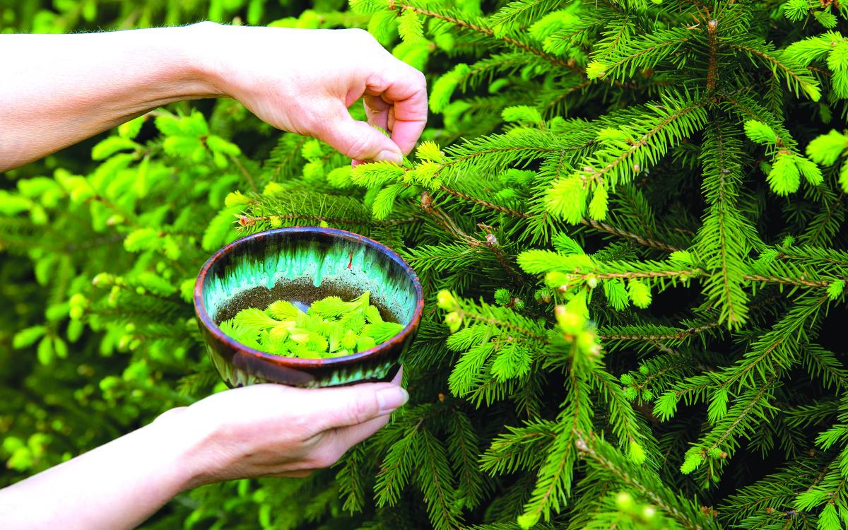 Foraging for spruce tips.