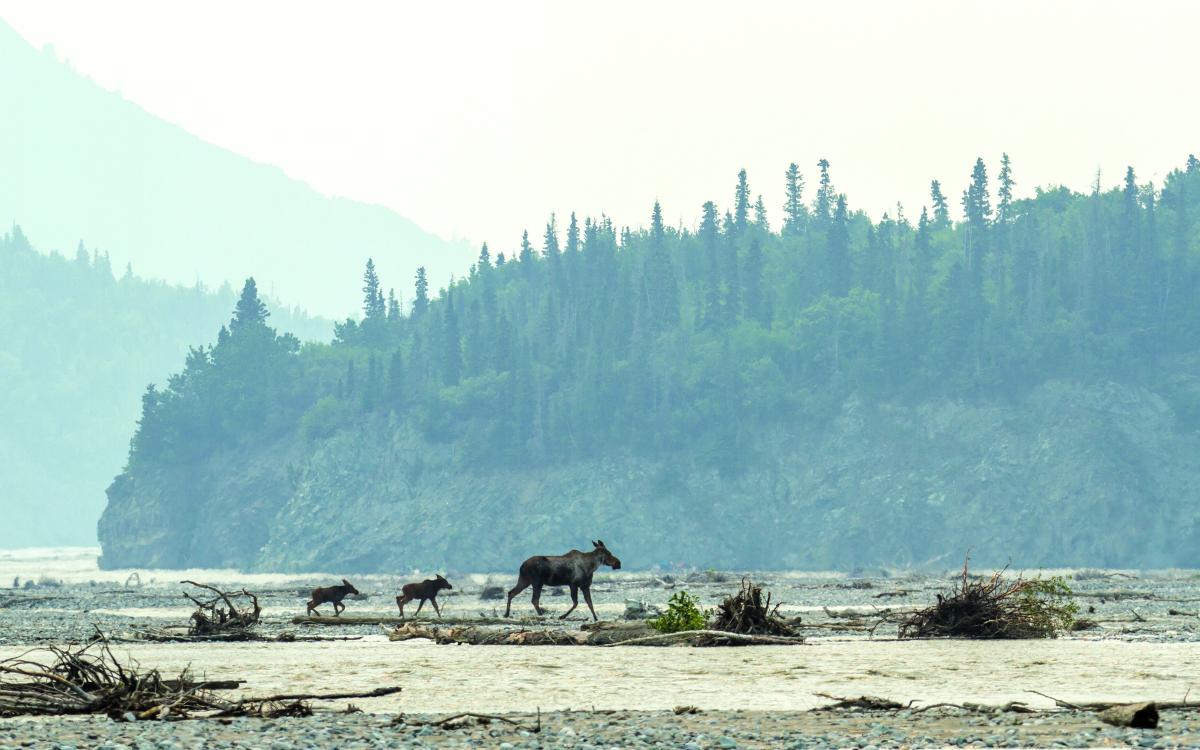 Mother moose and her two calves.