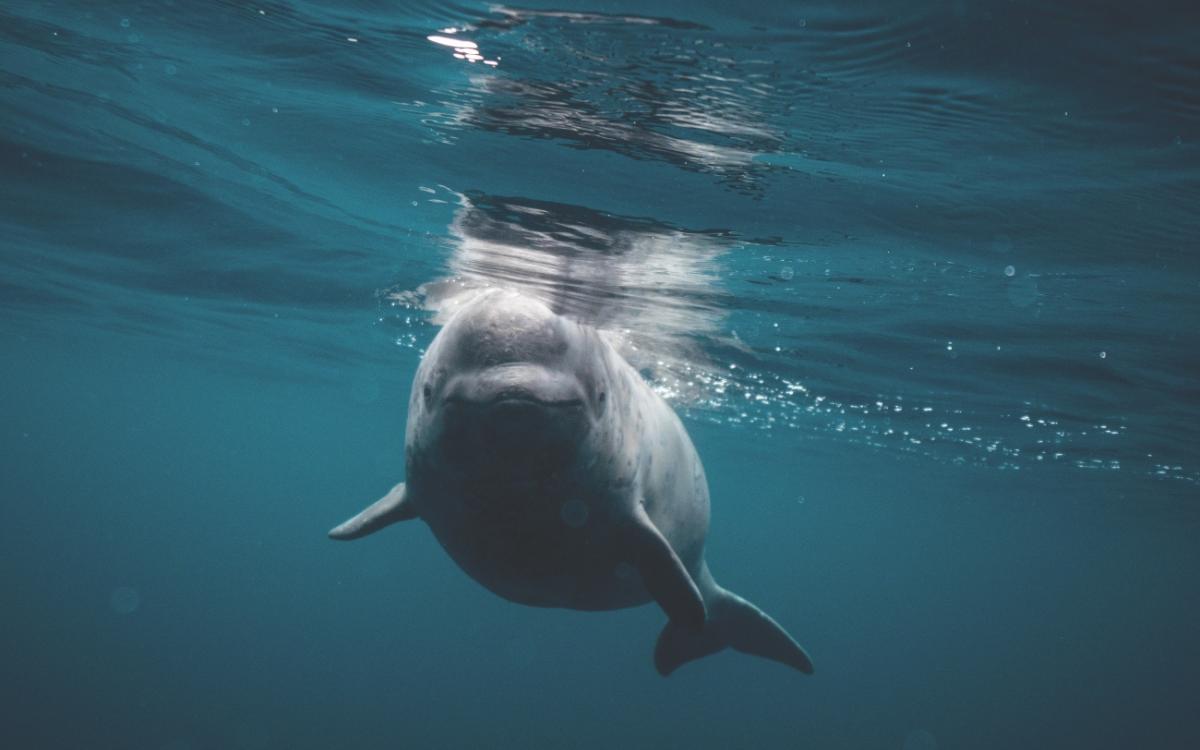 Narwhal swimming underwater