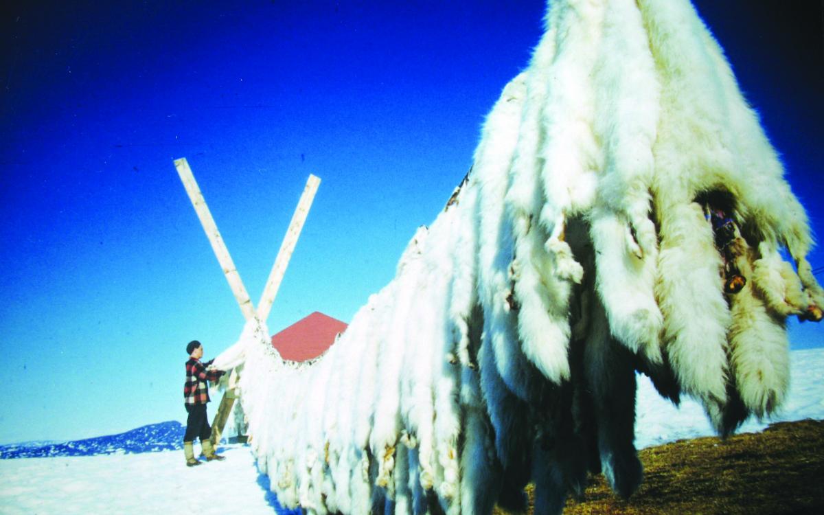 Fox skins bleaching in the spring sun in 1951.