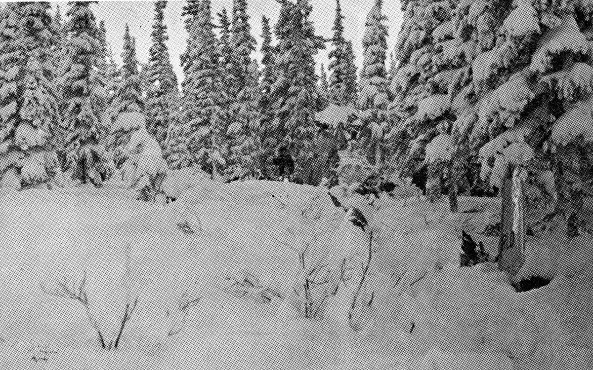 The site of the plane crash