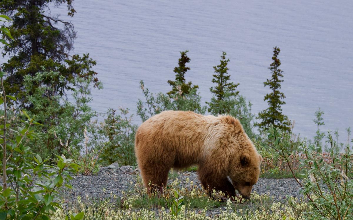 Grizzly spotted in Kluane National Park and Reserve