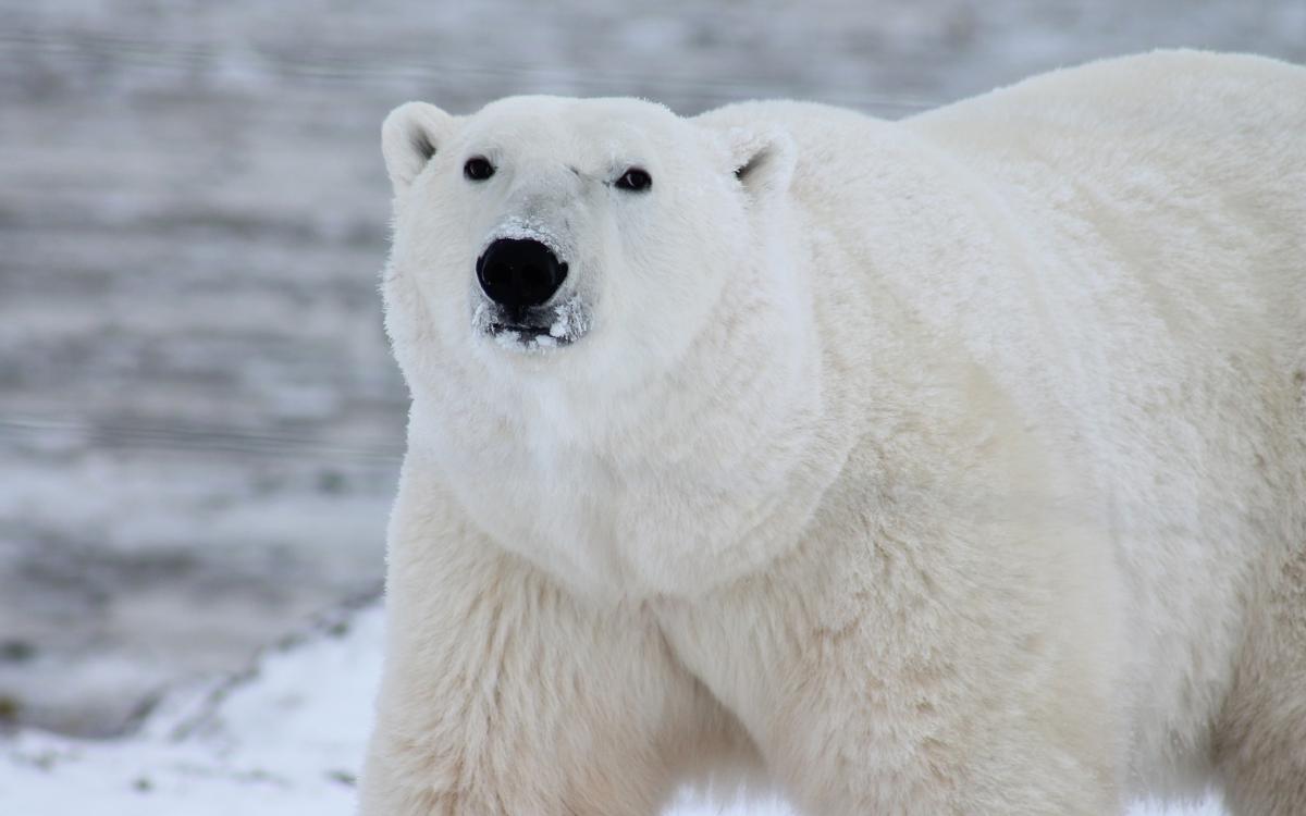 Polar bear