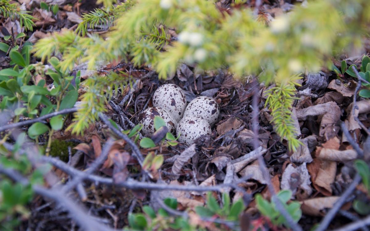 Spotted Sandpiper eggs