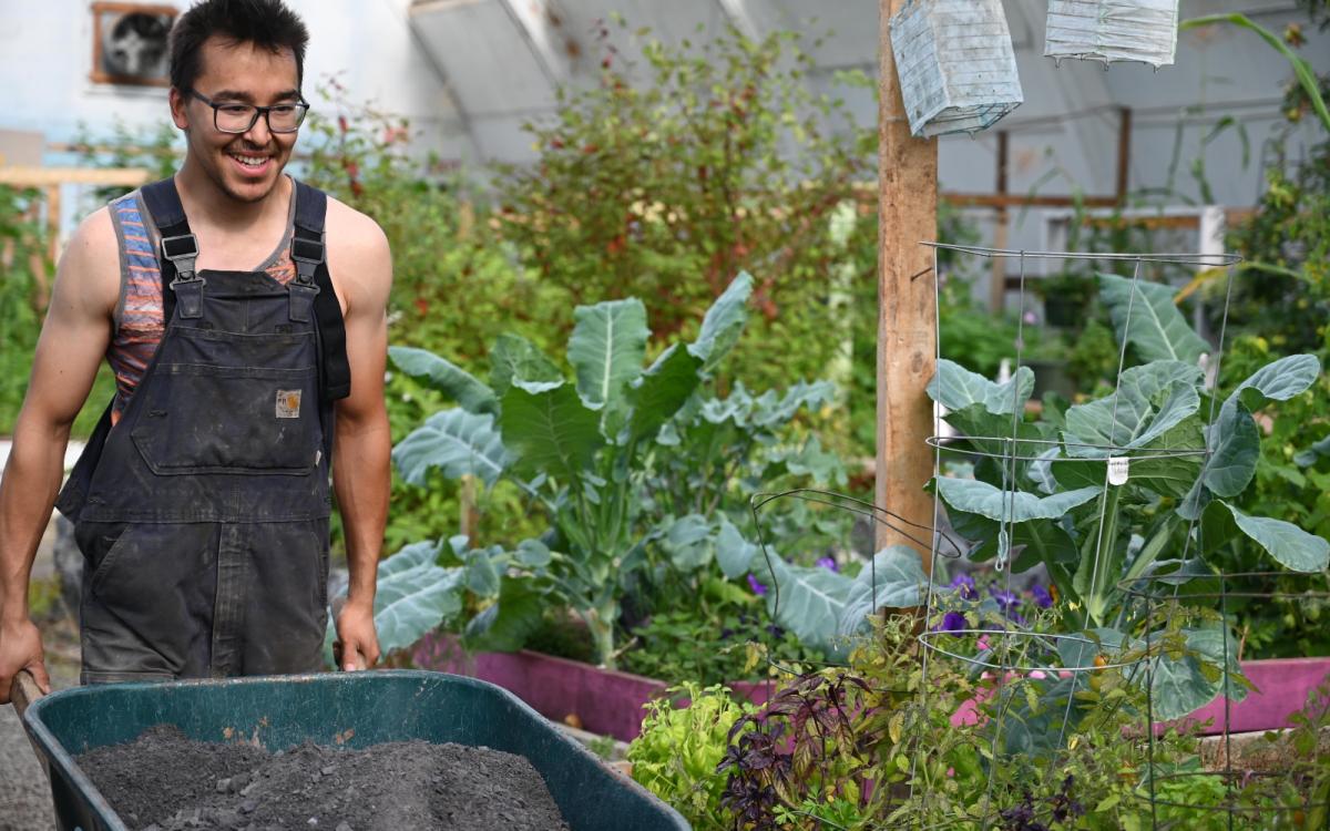 Harvesting plants at the Inuvik hockey rink