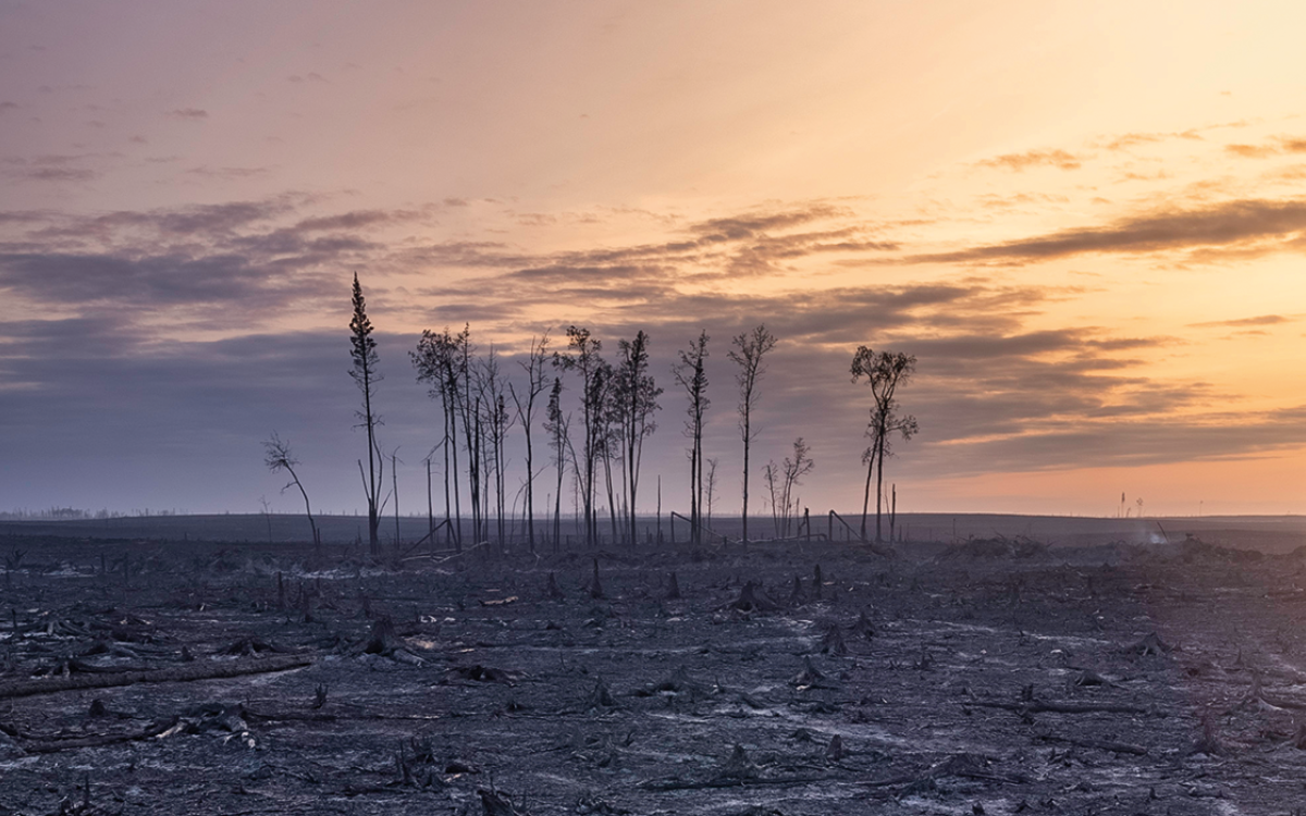 Remnants of burnt trees