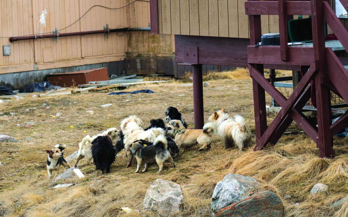 Running with the dogs