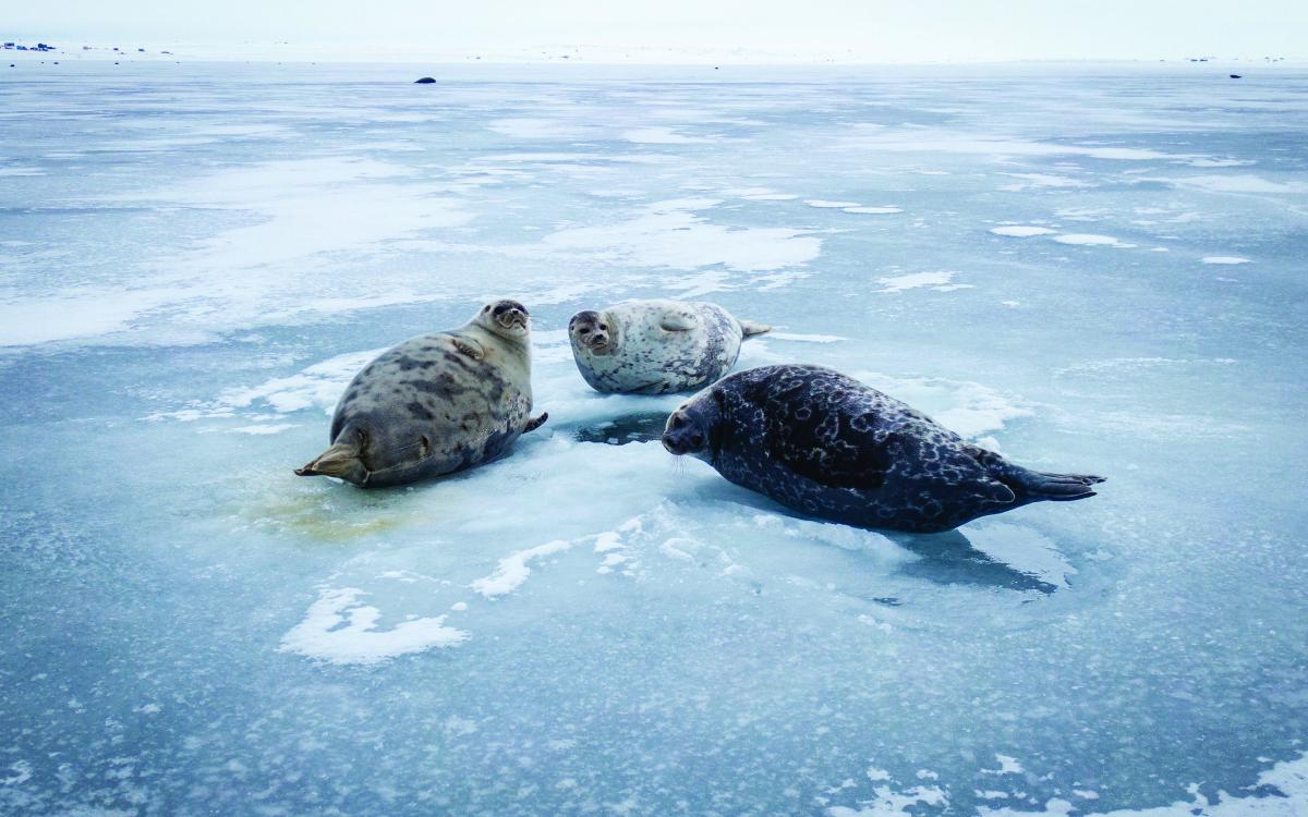 Photography by David Kakuktinniq