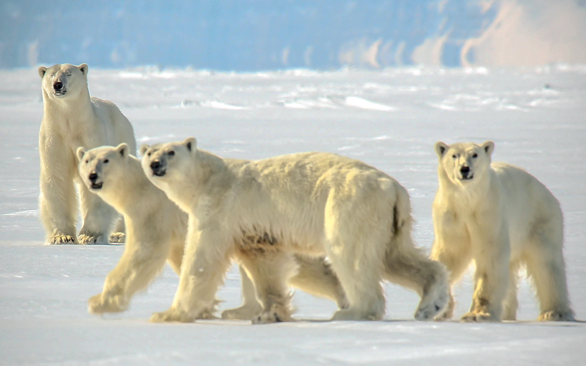 Photos courtesy of Arctic Bay Adventures