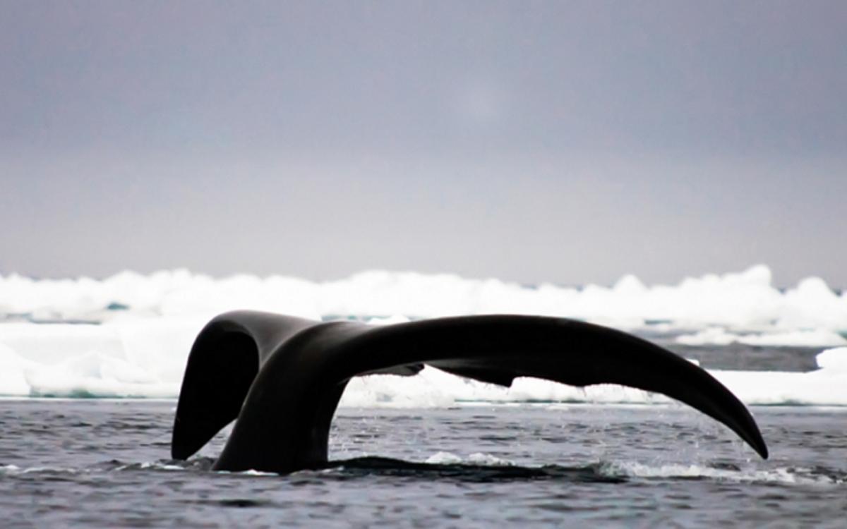 Bring back a whale of a tale from the floe edge in Pond Inlet, Nunavut. Photo by Michelle Valberg