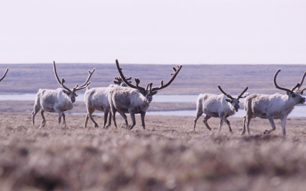 Photo – Allen Shimada, NOAA/NMFS/OST/AMD, flickr.com/photos/noaaphotolib/5277853558/, CC BY 2.0