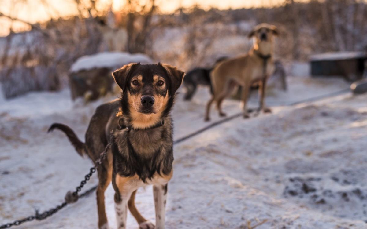 Dogs ready for a sled.