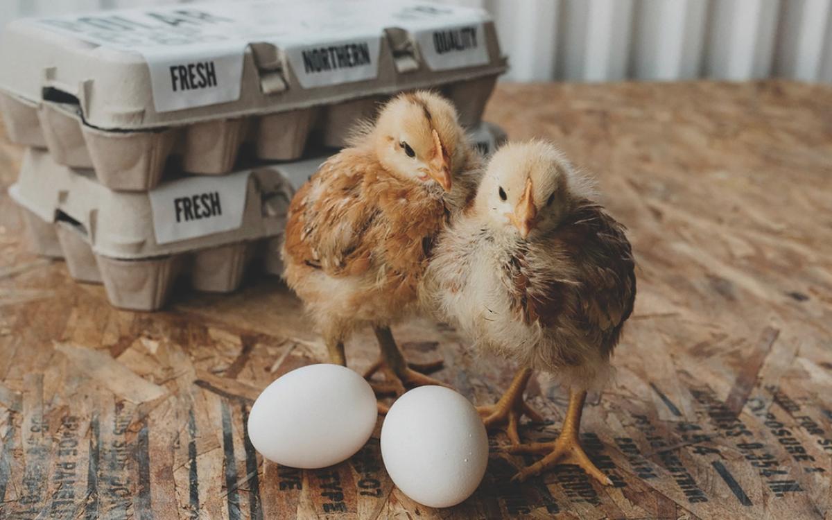 PHOTO COURTESY OF POLAR EGGS