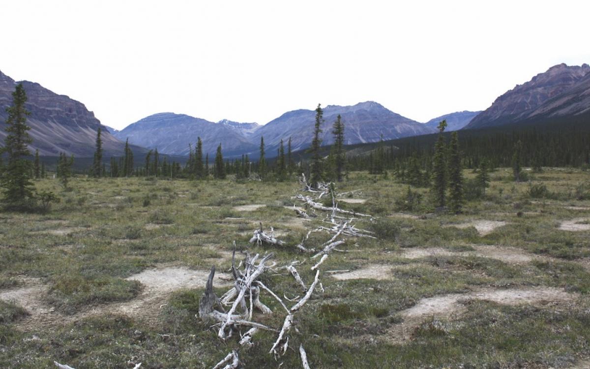 The Moose Horn Pass caribou fence has seen better days, but still stands.