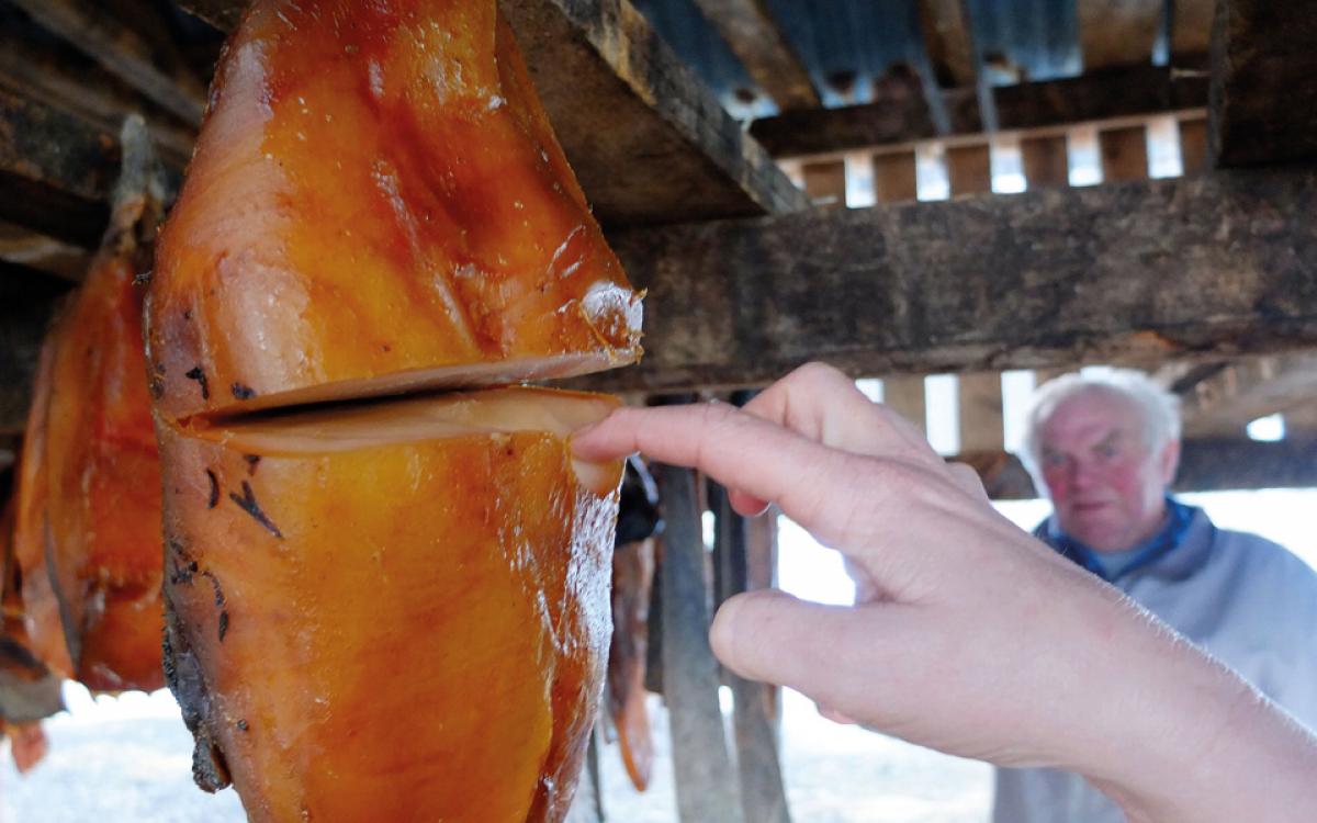 Kæstur hákarl, fermented Greenland shark. Photo by Tina Lee
