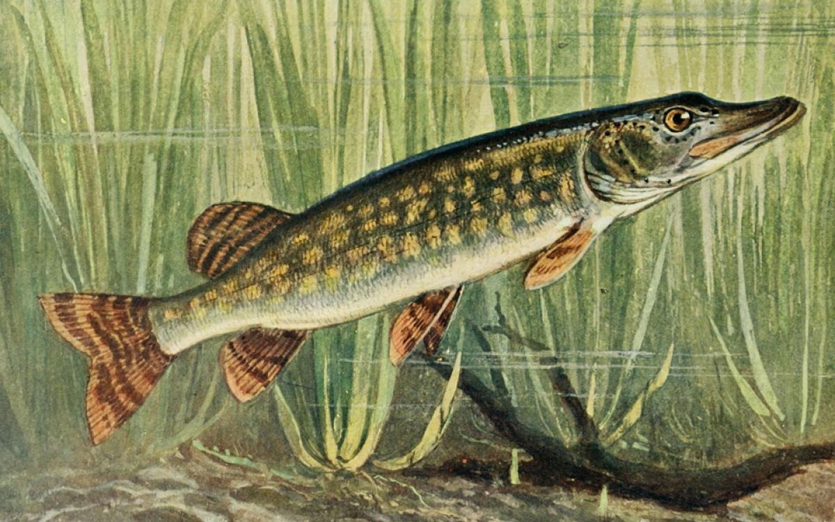 Photo by Biodiversity Heritage Library (CC BY 2.0) flickr.com/photos/biodivlibrary/6103147244/