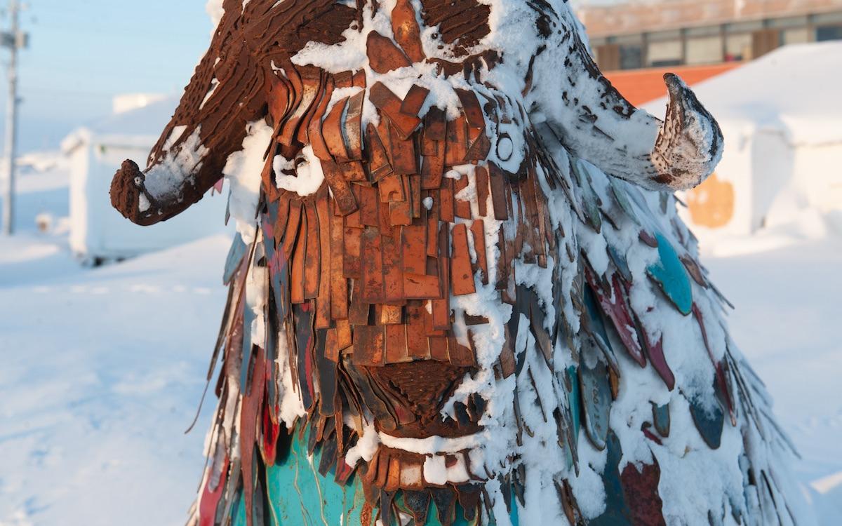 Cambridge Bay's muskox. 