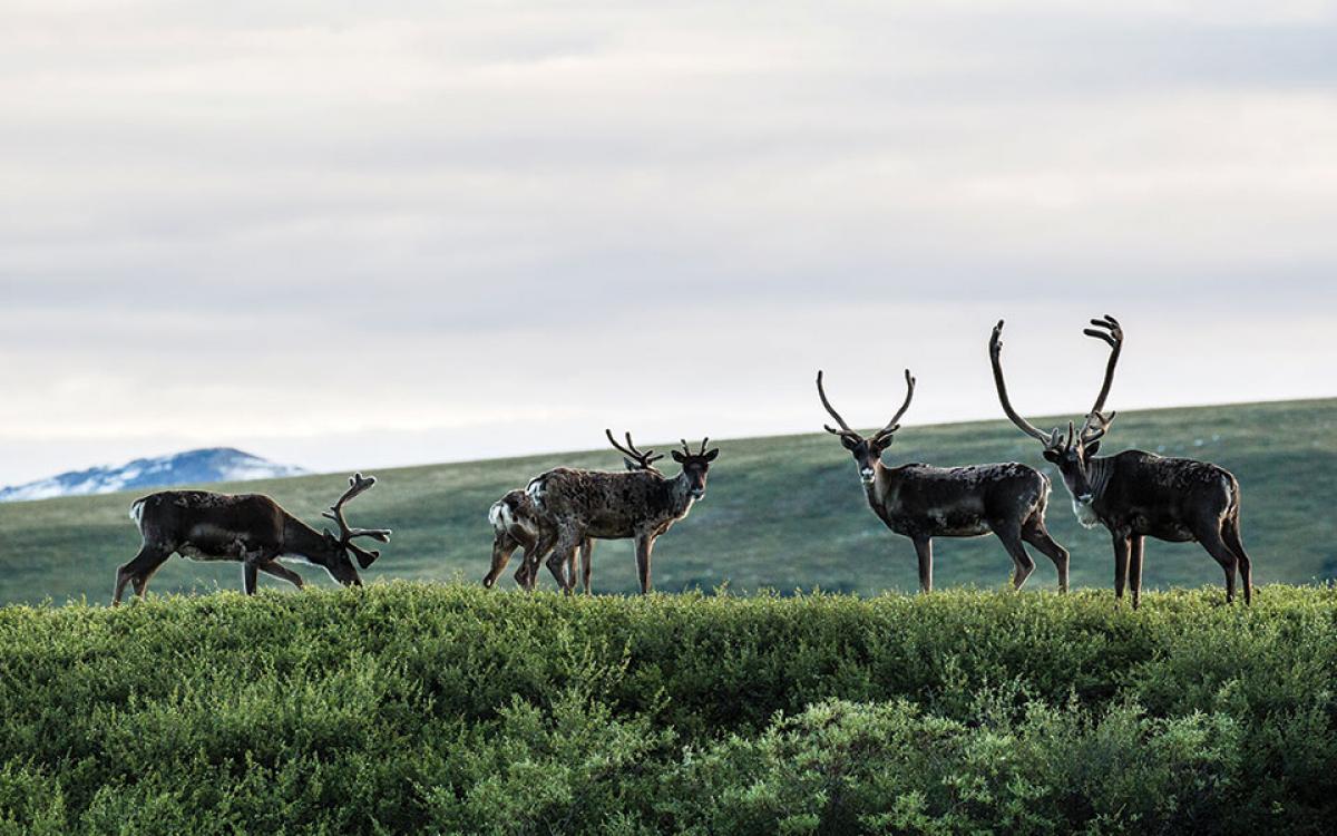 Porcupine caribou graze in the Blow River Valley, in northeastern Yukon. 