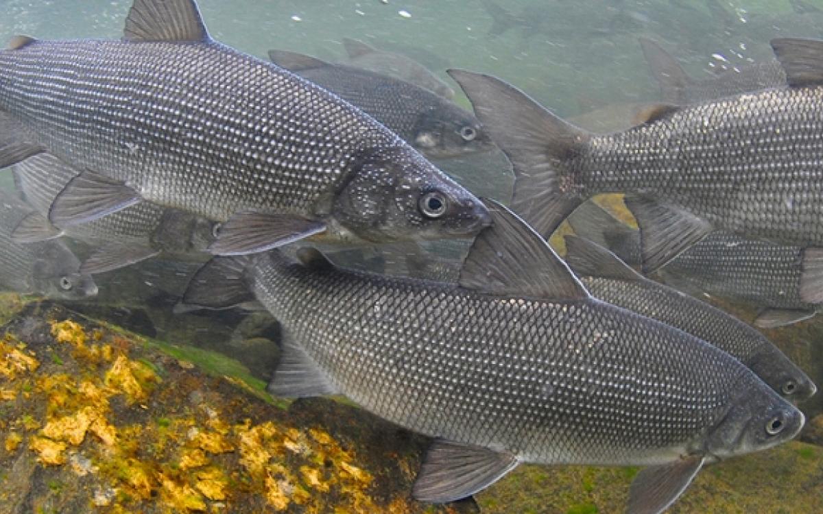 Whitefish run the rapids
