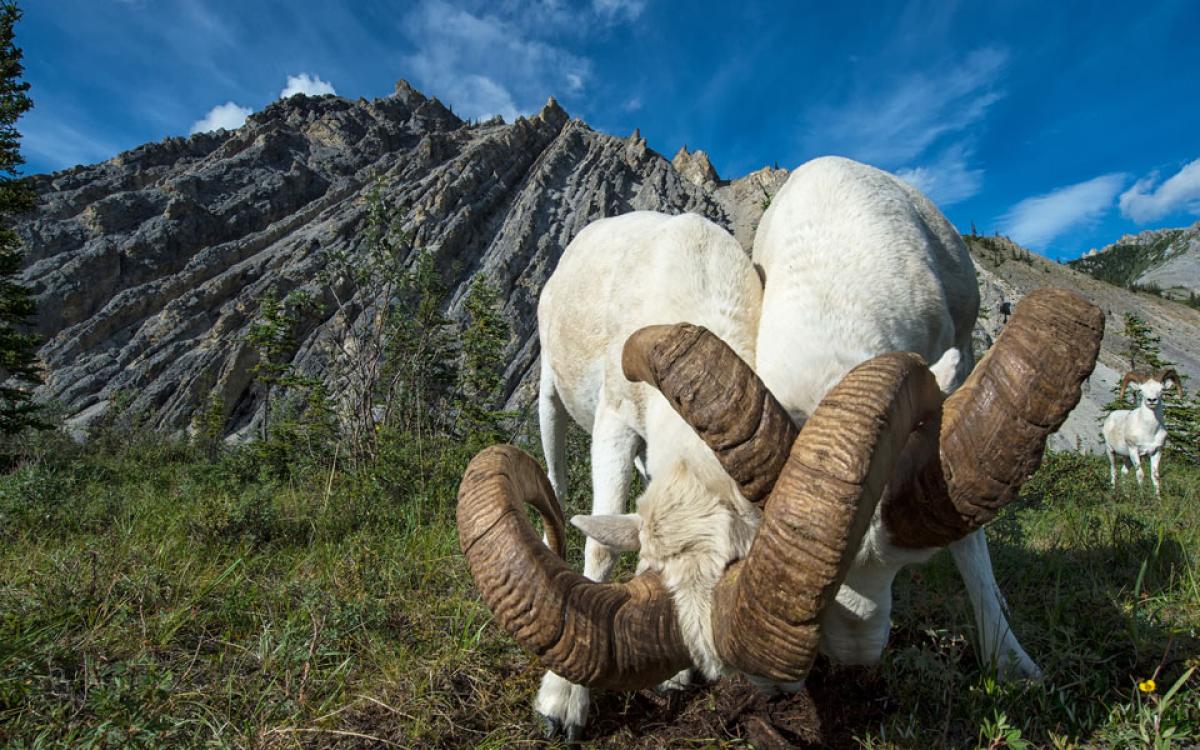 Photo by Peter Mather